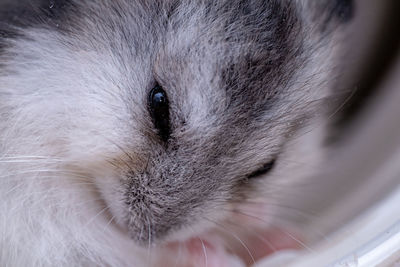 Close-up of cat looking away