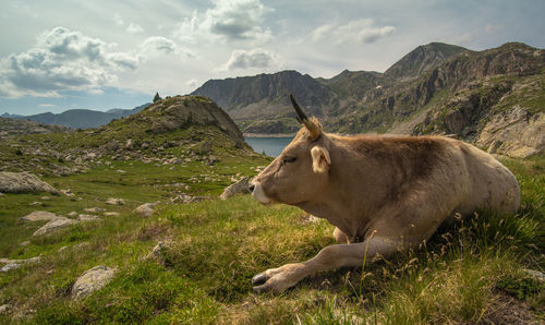 View of a horse on field against mountain range