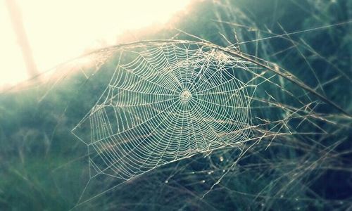 Close-up of spider web