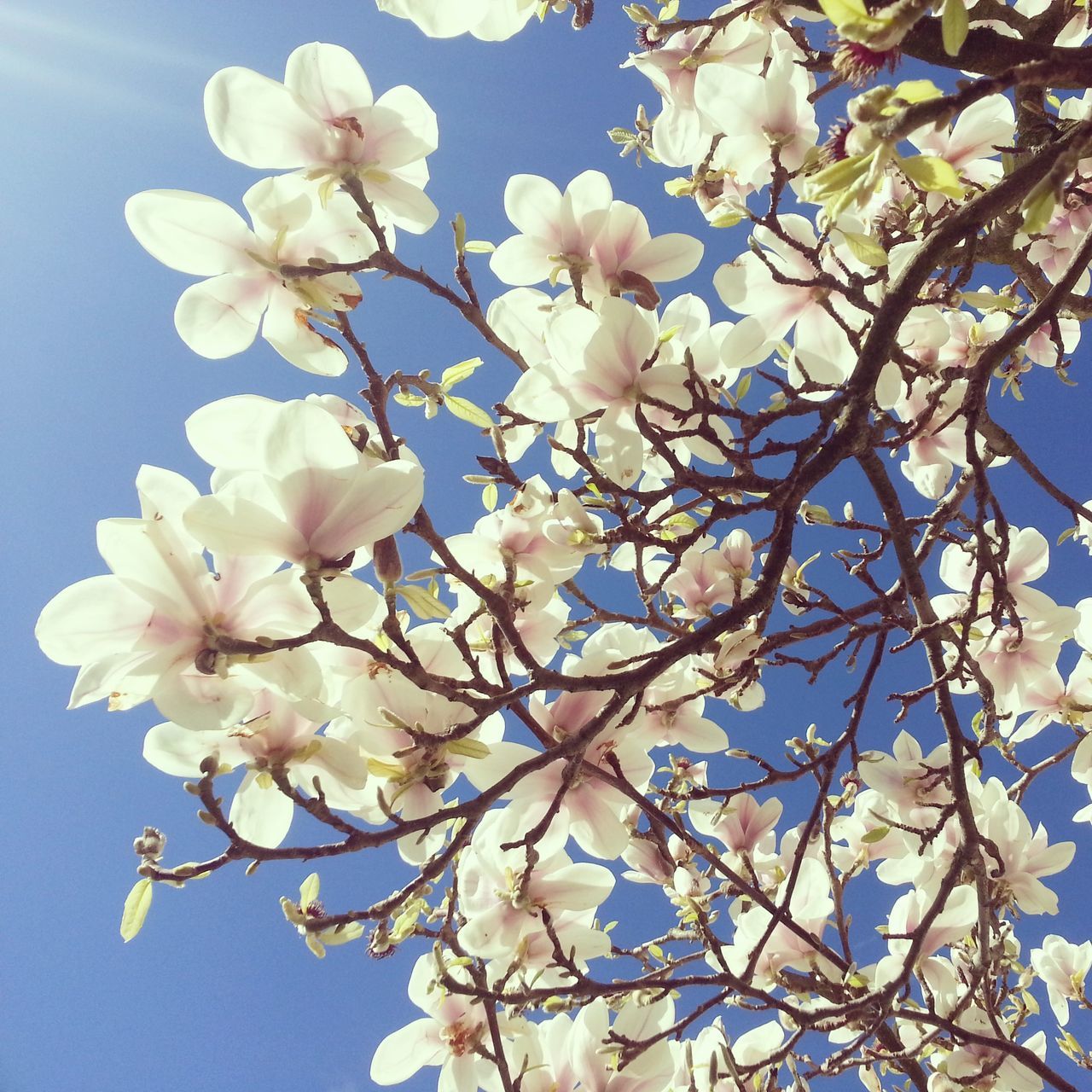 flower, freshness, low angle view, branch, fragility, growth, blossom, cherry blossom, beauty in nature, tree, petal, nature, cherry tree, twig, fruit tree, blooming, in bloom, white color, springtime, clear sky