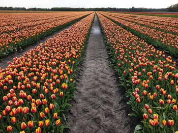 Multi colored tulips in field