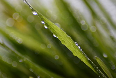 Close-up of water drops on leaves