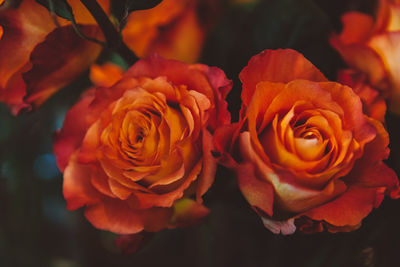 Close-up of orange roses blooming outdoors