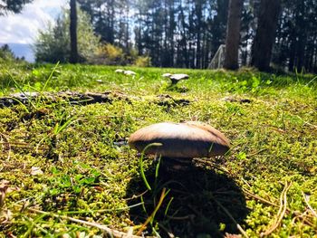 Mushroom growing on field