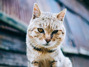 Close-up portrait of cat