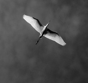 Low angle view of bird flying against sky