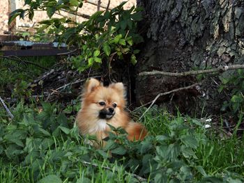 Portrait of pomeranian dog on grass