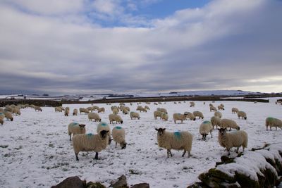 View of sheep on field