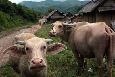 Cows on field by house