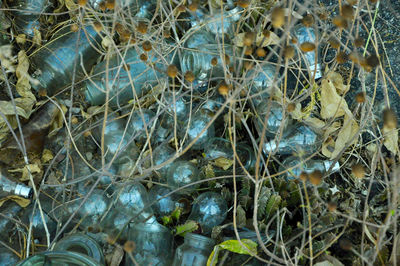 Close-up of plants