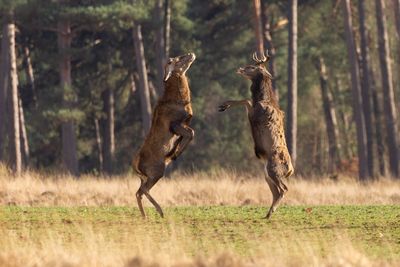 View of two horses running in forest