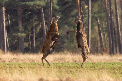 Full length of deer rearing up on land in forest