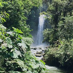 Scenic view of waterfall in forest