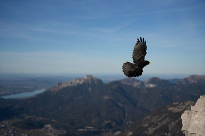 Bird flying over mountain