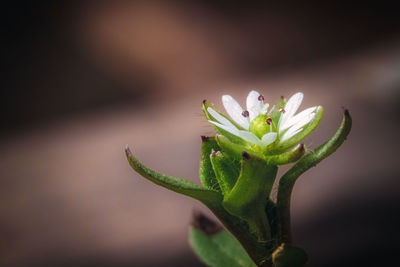 Close-up of plant