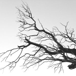 Low angle view of bare trees against clear sky