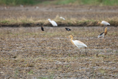 Bird flying over a field