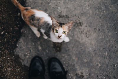 High angle view portrait of cat standing on floor