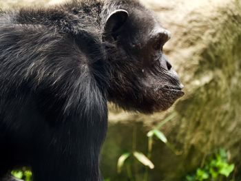 Side view of a chimpanzee