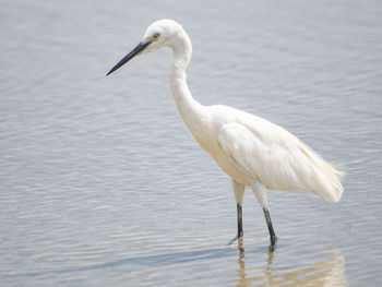 White duck in a lake