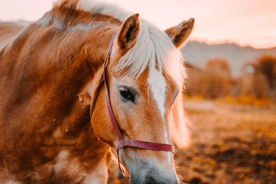 Close-up of a horse on field