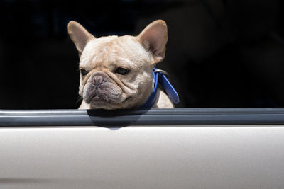 French bulldog looking from car window