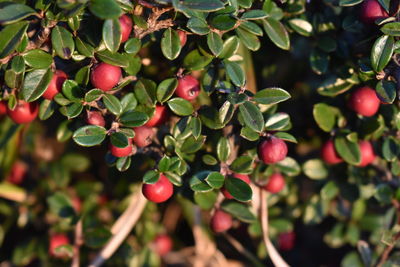 Close-up of red berries growing on tree