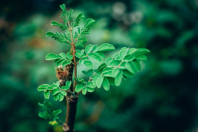 Close-up of plant