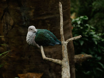 Close-up of bird perching on a tree