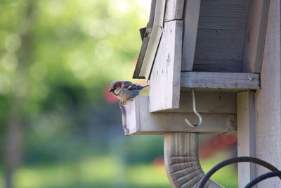 Backyard shenanigans with baby birds