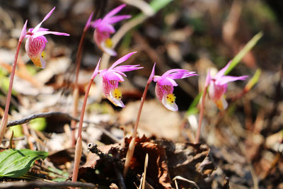 Close-up of purple flowers blooming outdoors