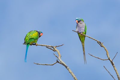 Low angle view of bird perching on branch