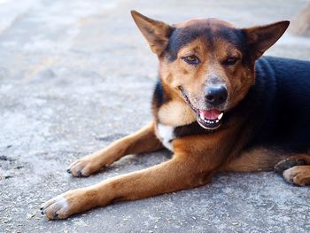 Portrait of dog sitting outdoors