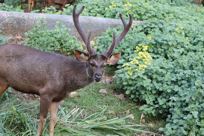 Deer in a field