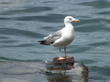 Seagull perching on lake