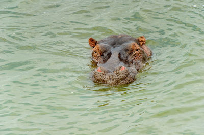 Portrait of turtle swimming in water