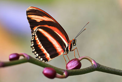 Close-up of butterfly pollinating on flower