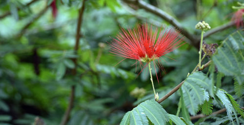 Close-up of red flowering plant