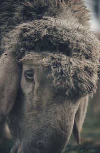 Close-up portrait of horse