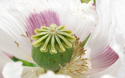 Close-up of white flowering plant