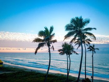 Palm trees on beach against sky