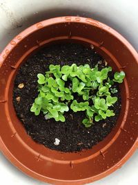 Directly above shot of green plant