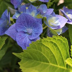 Close-up of purple flowering plant leaves