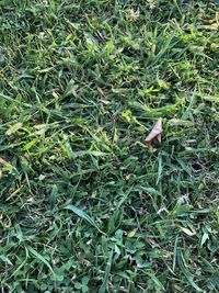 High angle view of lizard on field