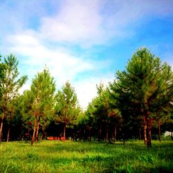 Scenic view of grassy field against cloudy sky