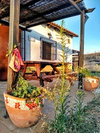 Potted plants on table by building