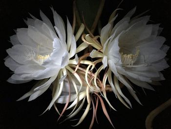 Close-up of white flower over black background