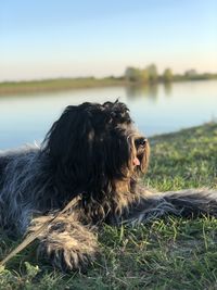 Dog on a lake