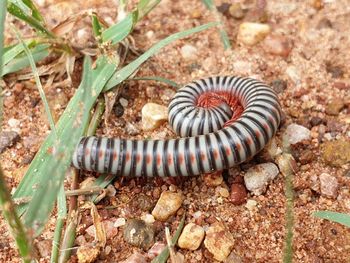 Close-up of butterfly on land