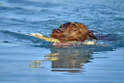 View of a dog swimming in water